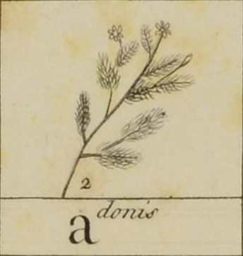 Sketch of adonis, name written below.