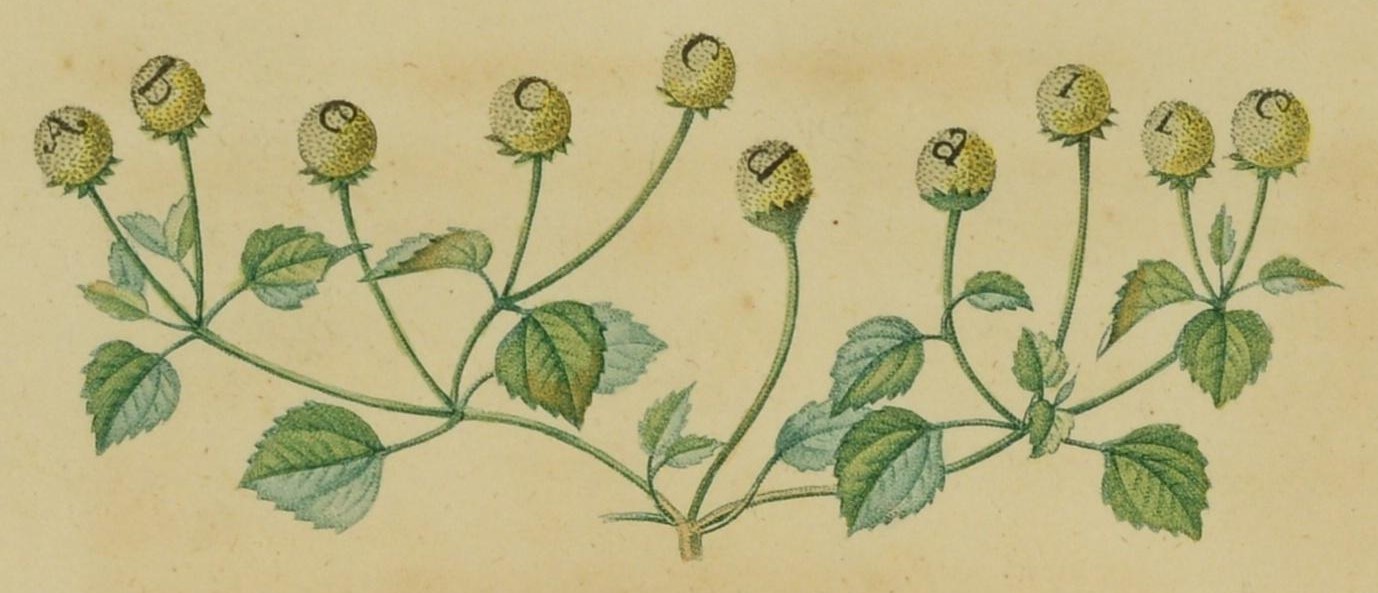 Illustration of yellow button jambu flowers with the letters 'abécédaire', one on each flower.