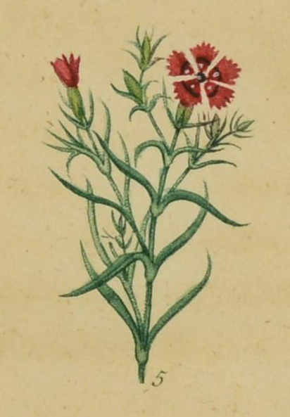 Illustration of red Chinese pink flowers.